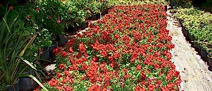 Bitki üretimi ve Satışı Yalıkavak Gökçebel Mevkii Seramız