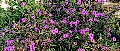 Haftanın Kampanyası !